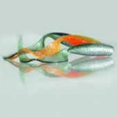 Pontoon 21 Homunculures Jilt