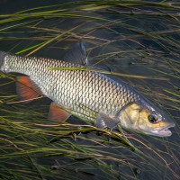 Līdaku makšķerēšana