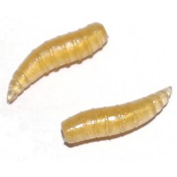 Fil Fishing Filex Maggots Dirbtinės Musės lervos
