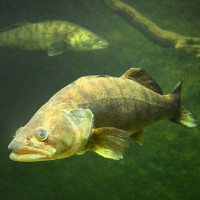 Jig / Asaru un zandartu makšķerēšana