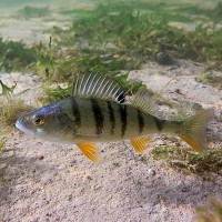 SULS / Microjig asari