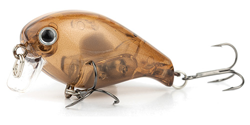 Oil Cicada