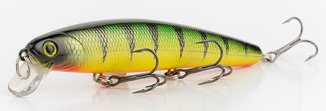 Gold Skin Perch